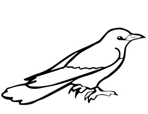 Common Cuckoo Bird Coloring Page